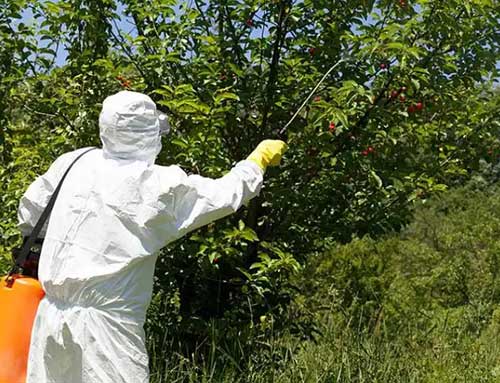 The picture of spraying pesticide
