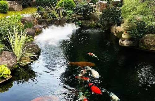 The picture of fish pond
