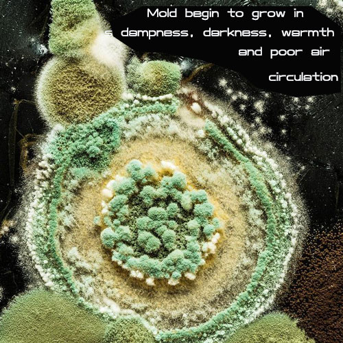 The picture of mold