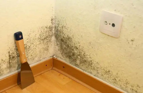 mold on wall