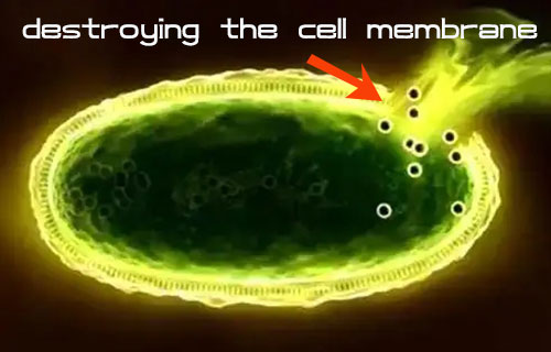 The mechanicsm of trisodium phosphate killing mold