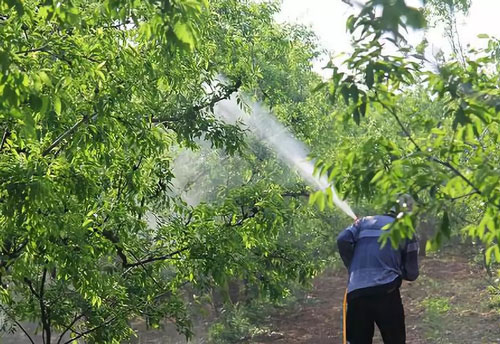 spary the fruit tree