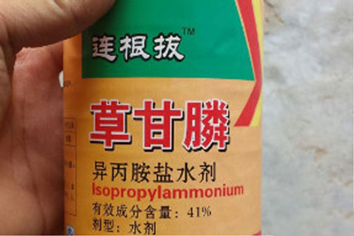 a bottle of Glyphosate 