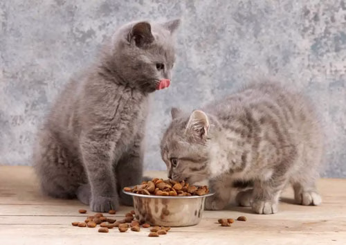 cats and cat food